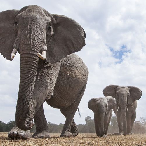 How future tech is helping elephants