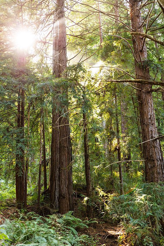 As of August 2019, there were 34.9 million acres of FSC-certified forest in the United States alone.